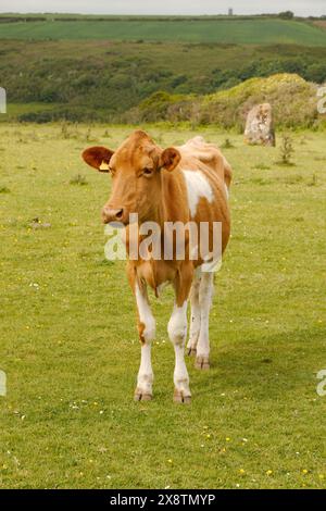 Braune und weiße Kuh, die auf einem Grasfeld steht Stockfoto