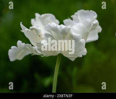 Weiße Papageientulpe - Tulipa Super Paprot. Weißer Papagei tulipe Hintergrund. Weiße Papageientulpen auf grünem Hintergrund. Stockfoto