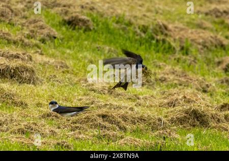 Housemarten Vögel sammeln geschnittenes Gras für ihre Nester Stockfoto