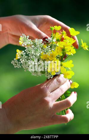 Gelbe Wildblumen in Frauenhänden. Nahaufnahme. Wildblumen in Frauenhänden. Stockfoto