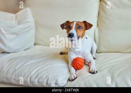 Niedlicher Hund mit Spielball, während er mit Pfoten über dem Sofa hängt. Lächelnder Jack Russel Terrierhund, der um Aufmerksamkeit bettelte, auf jemanden wartete Stockfoto