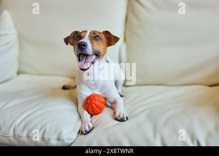 Niedlicher Hund mit Spielball, während er mit Pfoten über dem Sofa hängt. Lächelnder Jack Russel Terrierhund, der um Aufmerksamkeit bettelte, auf jemanden wartete Stockfoto