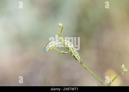 Raupe des Östlichen Weißen (Euchloe ausonia) in Turkiye Stockfoto