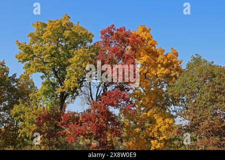 Eine Reihe von Bäumen mit jeweils unterschiedlich farbigen Blättern, grün, rot und gelb, im Herbst in Illinois, USA Stockfoto