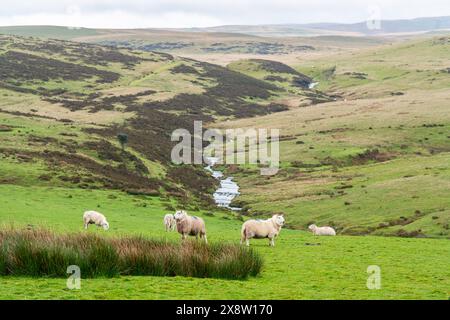 Blick auf eine Schafherde, die auf einem Feld in den Brecon Beacons in Wales weidet Stockfoto