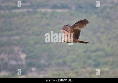 Schwarzer Drachen (Milvus migrans) im Flug Stockfoto