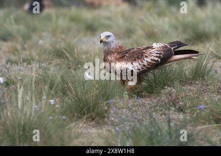 Rotmilan (Milvus Milvus) Stockfoto