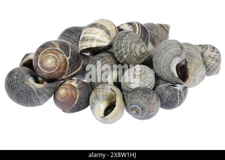 Gewöhnliche Periwinkles (Littorina littorea) aus dem Wattenmeer in Cuxhaven, Deutschland isoliert auf weißem Hintergrund Stockfoto