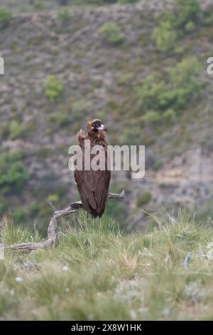 Cinerus oder Schwarzgeier Aegypius monachus) Stockfoto