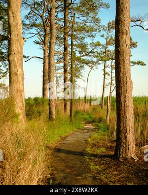 Waldszene auf dem Marsh Edge Trail im Blackwater National Wildlife Refuge, Maryland Stockfoto