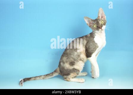 Tortie und White Cornish Rex Kitten auf blauem Hintergrund Stockfoto