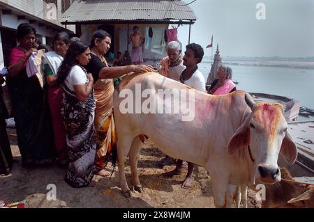 Die Kuh ist ein hinduistischer Gott. Benaras gilt als Kulturhauptstadt der ältesten und heiligsten Städte Indiens und Heimat der berühmtesten Ghats (150 Stufen, die zum Fluss führen) im Land. Riesige Massen von Pilgern und Besuchern aus allen Teilen der Welt versammeln sich, um an diesem alten Ritual teilzunehmen, bei dem es darum geht, der aufgehenden Sonne Opfergaben (Puja) zu machen. Benaras ist ein traditionelles Zentrum des Lernens von Philosophie, Sanskrit, Astrologie und Religion. Benaras, Uttar Pradesh, Indien. Stockfoto