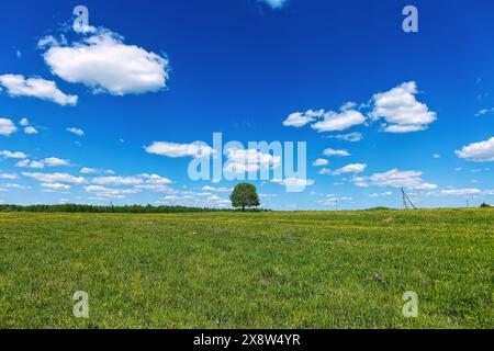 Feld mit blühenden gelben Löwenzahn und blauem Himmel im Frühling. Stockfoto