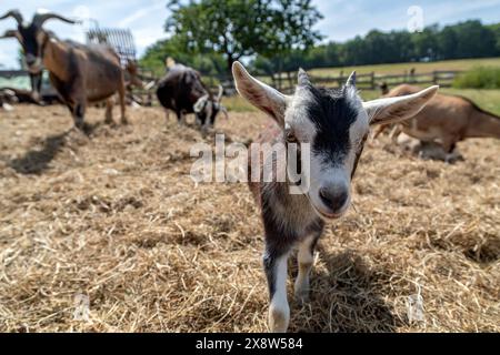 Kleine Ziegenherde draußen auf Stroh Stockfoto