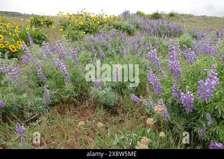 Natürliche farbenfrohe Frühlingslandschaften mit violett und gelb blühenden Wildblumen in der Colmbia River Gorge, Oregon, USA Stockfoto