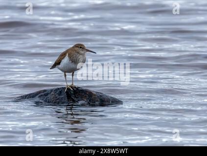 Gewöhnlicher Sandpipervogel, der auf einem Stein im Wasser steht Stockfoto