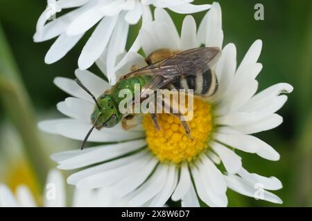 Natürliche bunte Nahaufnahme der grünen, metallisch zweifarbigen, gestreiften Schweißbiene Agapostemon virescens auf der gewöhnlichen Gänseblümchenblüte in Coquille, Oregon Stockfoto