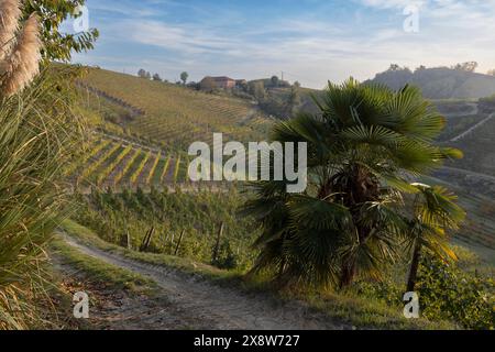 Typischer Weinberg in der Nähe von Canale, Barolo Weinregion, Provinz Cuneo, Region Piemont, Italien Stockfoto