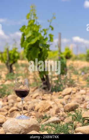Typischer Weinberg mit Steinen in der Nähe von Chateauneuf-du-Pape, Cotes du Rhone, Frankreich Stockfoto