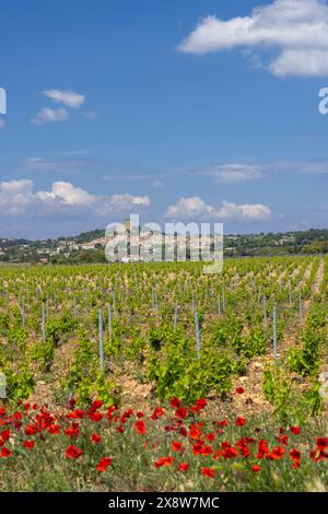 Typischer Weinberg mit Steinen in der Nähe von Chateauneuf-du-Pape, Cotes du Rhone, Frankreich Stockfoto