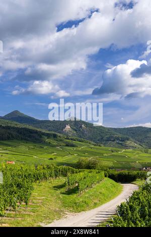Weinberg mit Katzenruinen Chateau de Saint-Ulrich, Chateau du Girsberg und Chateau du Haut-Ribeaupierre bei Ribeauville, Elsass, Frankreich Stockfoto