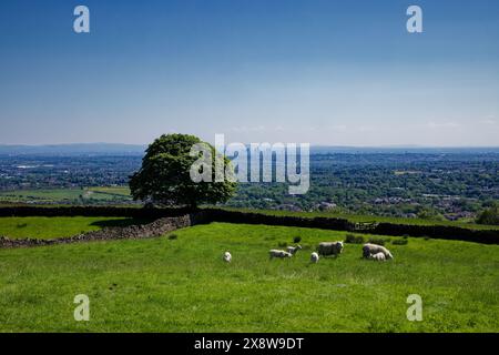 Schafe grasen auf grüner Frühlingsweide, Manchester City in der Ferne. Stockfoto