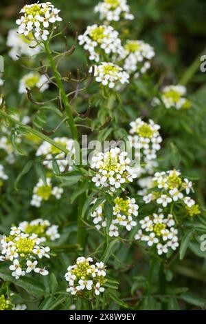 Natürliche Nahaufnahme der weiß blühenden Nordamerikanischen Brunnenkresse oder Gelbkresse Wildblume, Nasturtium officinale in Bandon, Oregon Stockfoto