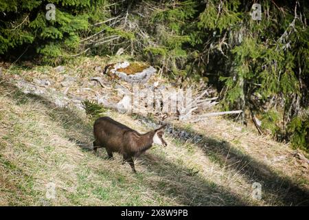 Tatra chamois (Rupicapra rupicapra tatrica) in der Niederen Tatra, Slowakische republik. Tiermotiv. Stockfoto