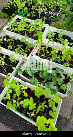 Pflanzung von Saatgutboxen im Garten im Freien. Hochwinkelansicht von Pflanzen, die aus Samen in einem Tablett wachsen. Konzept der ökologischen Landwirtschaft Stockfoto