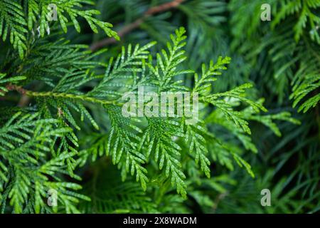 Helles Laub von Thuja plicata oder riesenarborvitae. Grüne junge Blätter westlicher Rotzedern. Immergrüner Nadelbaum. Shinglewood. Ast der arborvitae Stockfoto