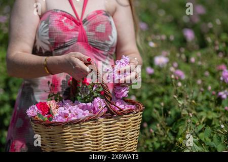 Junge und schöne Frau, die Rosen für ihren Korb pflückt, in einem Rosenfeld. Frau pflückt Rosen im berühmten Isparta Rosenfeld in der Türkei. Stockfoto