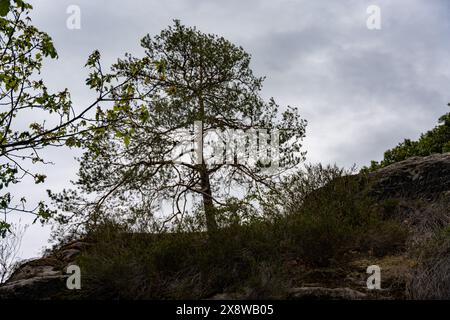 Ein Baum steht auf einem Hügel mit bewölktem Himmel im Hintergrund. Der Baum ist von Sträuchern und Felsen umgeben, was ihm ein natürliches und ruhiges Aussehen verleiht Stockfoto