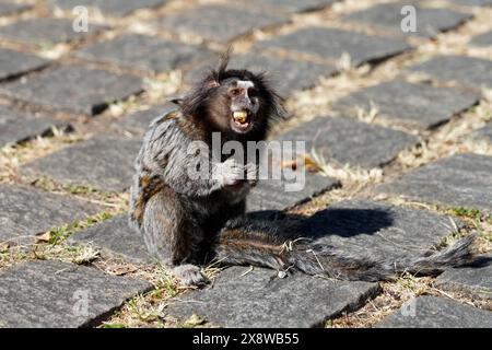 Sagui-Affe (Callithrix) isst eine Nuss im brasilianischen Park von Sao Paulo Stockfoto