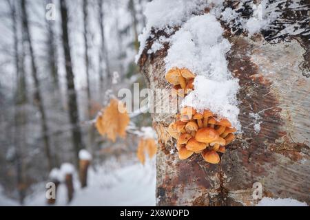 Flammulina velutipes ist ein essbarer Pilz mit ausgezeichnetem Geschmack Stockfoto