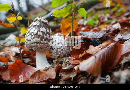 ungenießbare Pilz wächst in Wäldern, Mitteleuropa, Coprinopsis picacea Stockfoto