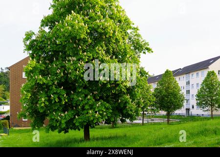 Blühender Kastanienbaum auf einer Maistraße im Frühjahr Deutschland Stockfoto