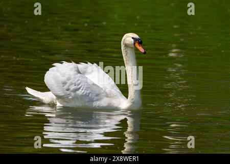 Stummer Schwan (Cygnus olor) mit erhöhten Flügeln, die in grün schimmerndem Wasser schwimmen Stockfoto