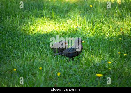 Der gemeine Starling, Sturnus vulgaris, fliegt mit einem Insekten, um seine Küken zu füttern Stockfoto