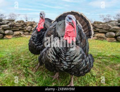 Paar männliche inländischen Türkei in Hof Stockfoto