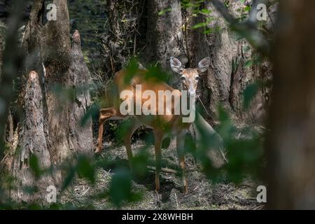 Weißwedelhirsch im Florida Cypress Sumpf Stockfoto