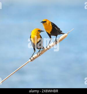 Gelbköpfiger Schwarzvogel, der auf einem Katzenstängel sitzt Stockfoto