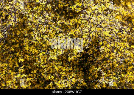 Nahaufnahme der kleinen gelben Blüten des Frühlingsblühenden immergrünen Gartenstrauchs Corokia cotoneaster. Stockfoto