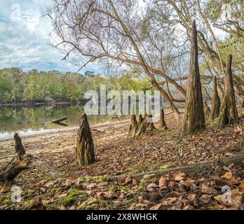 Cypress knees, Suwanee River Shore, Herbst, in der Nähe von Bell, Florida Stockfoto