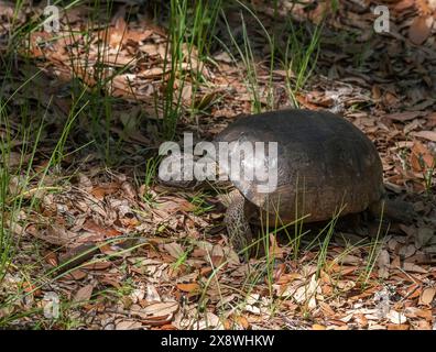 Bedrohte Gopher Schildkröte Stockfoto