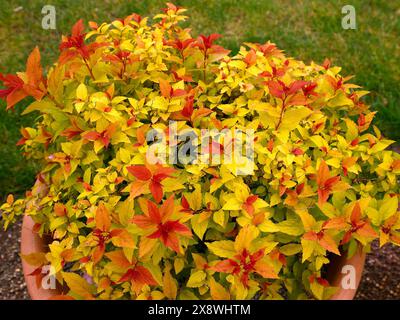 Nahaufnahme der roten und gelben Frühlingsblätter des mehrjährigen niedrig wachsenden Gartenstrauchs spiraea walbertons Zauberteppich. Stockfoto