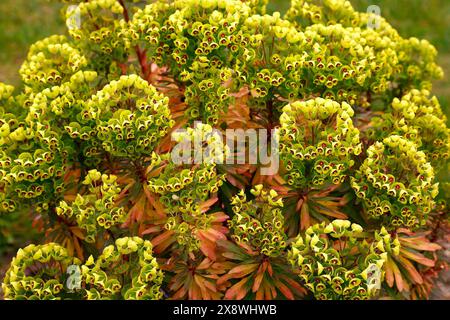 Nahaufnahme des Gelbgrünen mit roten Augenblüten der mehrjährigen Gartenpflanze euphorbia martini Baby Charm. Stockfoto