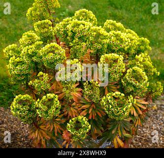 Nahaufnahme des Gelbgrünen mit roten Augenblüten der mehrjährigen Gartenpflanze euphorbia martini Baby Charm. Stockfoto