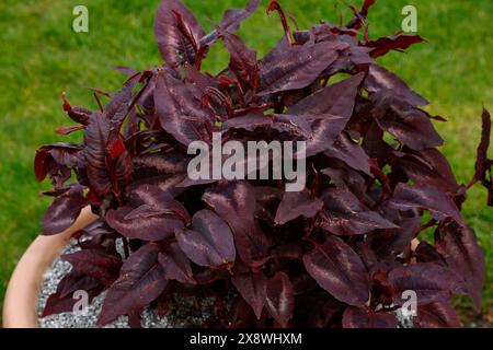 Nahaufnahme der violetten Blätter der krautigen Staudengartenpflanze persicaria microcephala Roter Drache im Frühjahr. Stockfoto