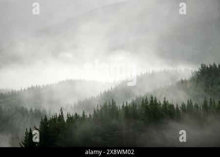 Nebel rollt über einer Kiefernplantage in der Nähe von St. Arnaud in Neuseeland Stockfoto