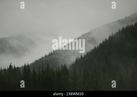 Nebel rollt über einer Kiefernplantage in der Nähe von St. Arnaud in Neuseeland Stockfoto